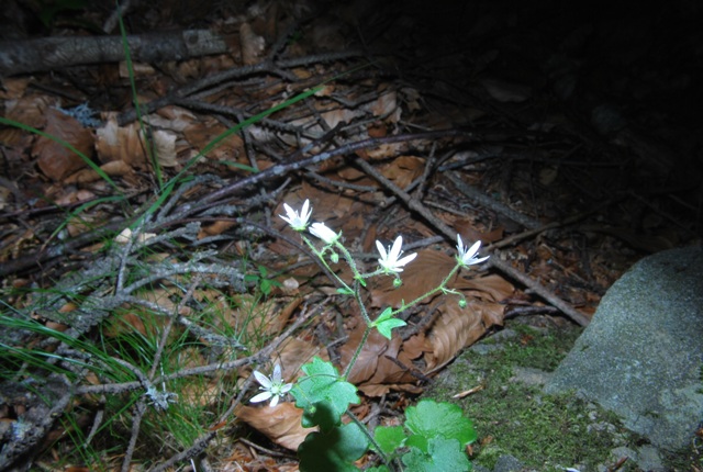 Saxifraga rotundifolia / Sassifraga a foglie rotonde